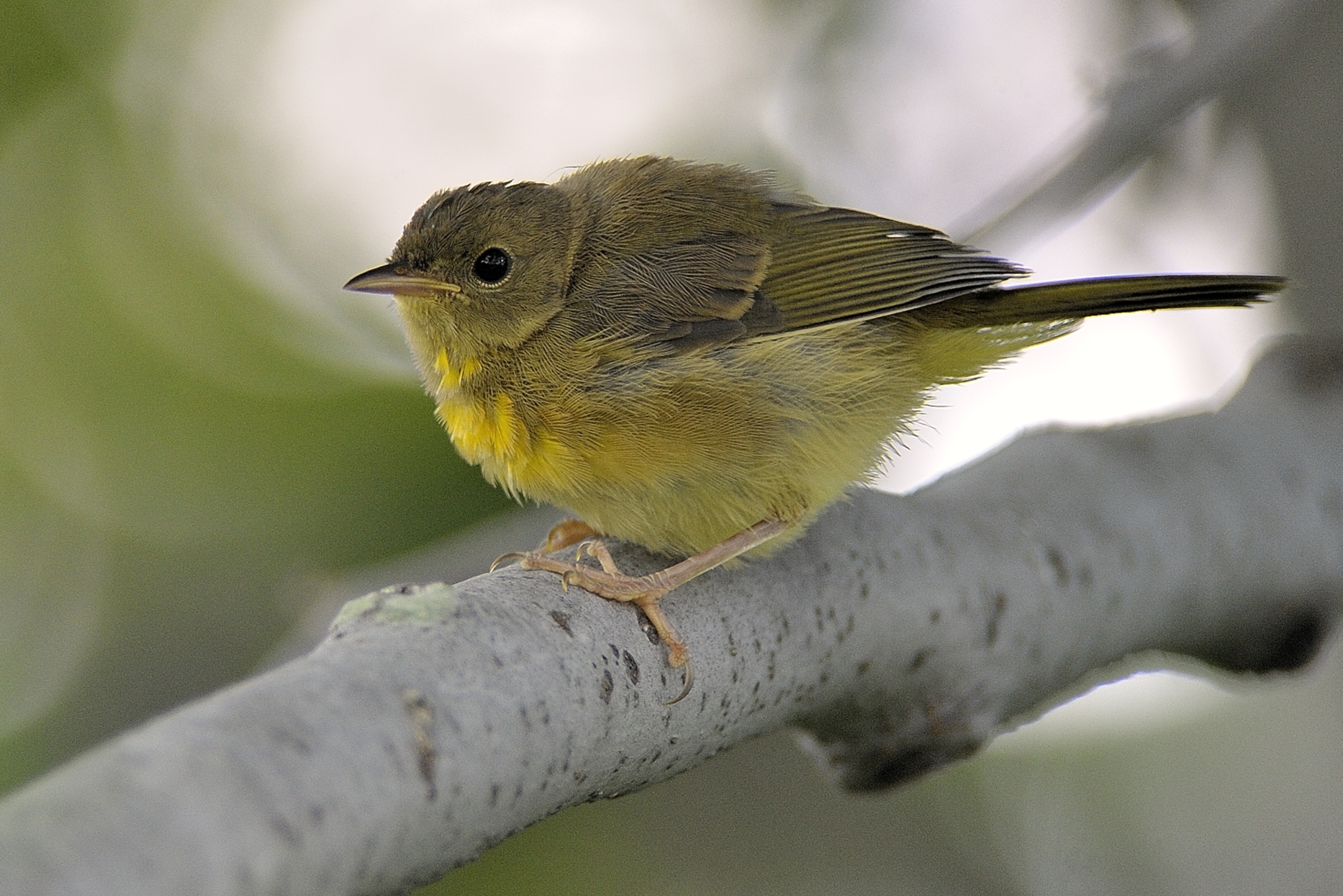 Common Yellowthroat Warbler (Immature)
