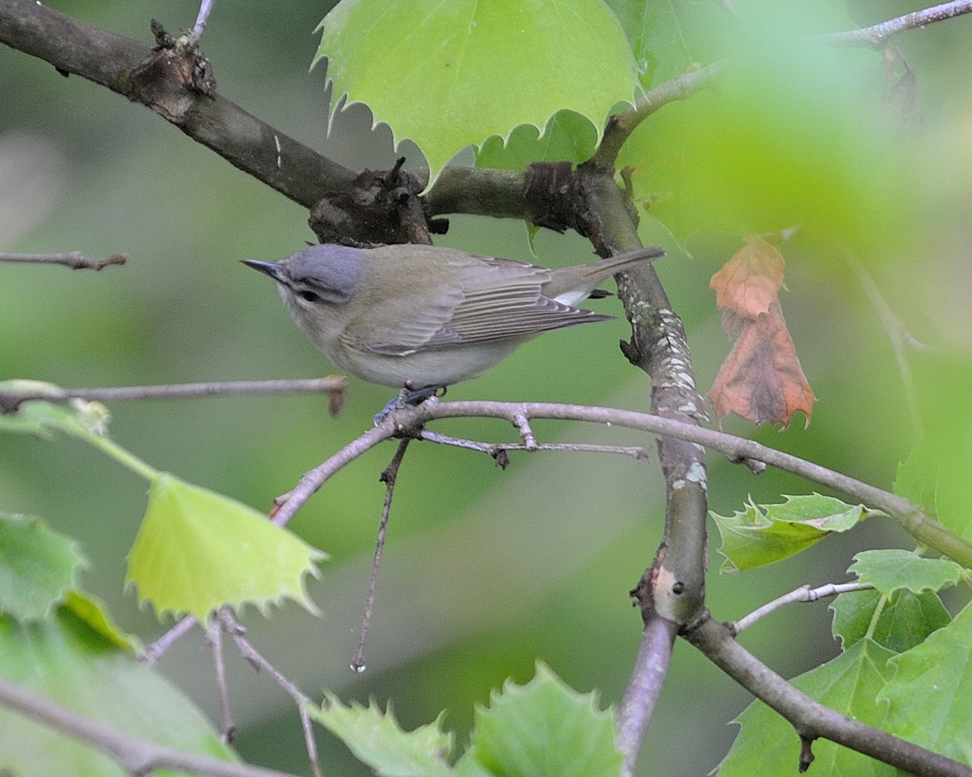 Tennessee Warbler