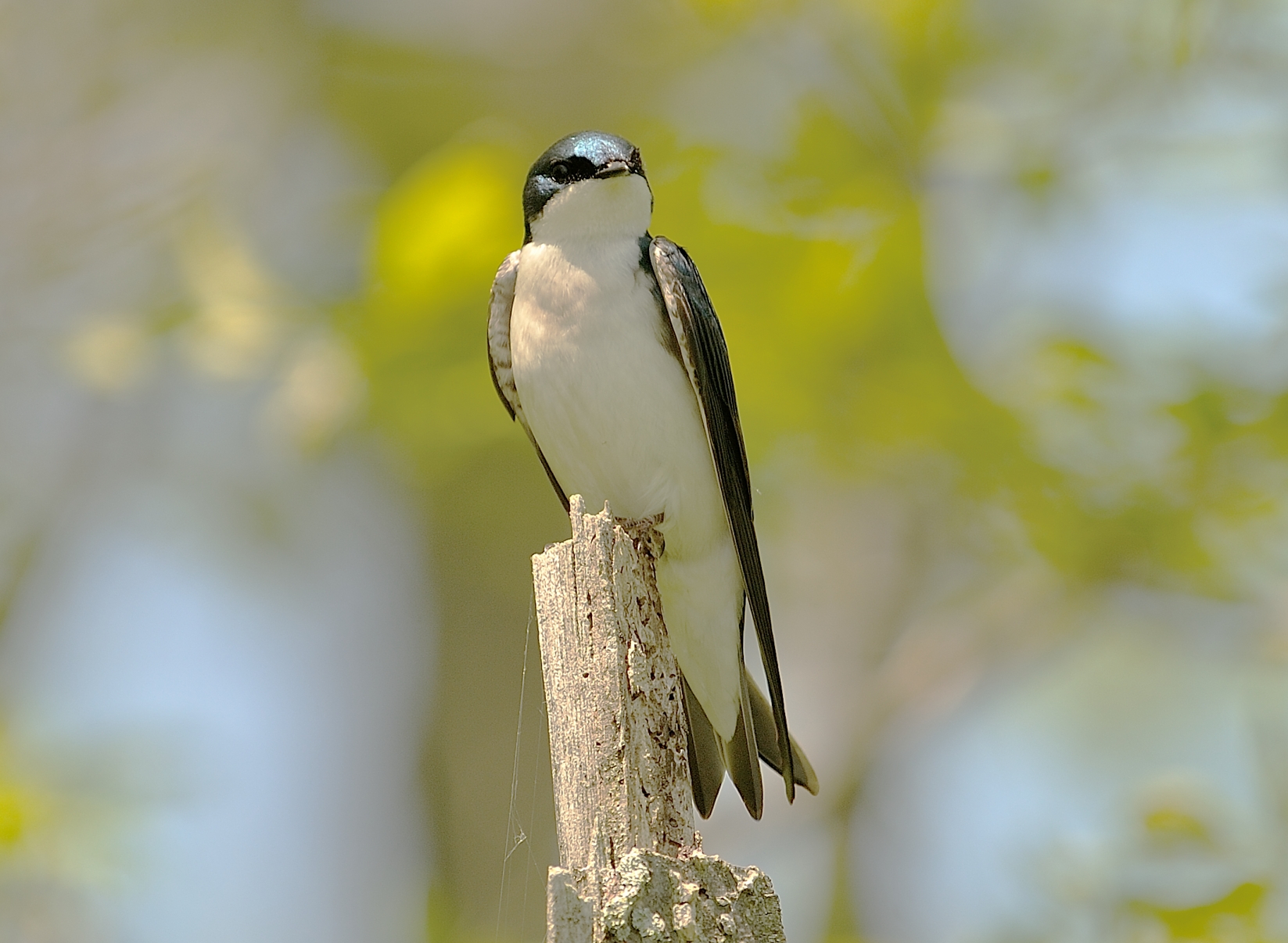 Tree Swallow