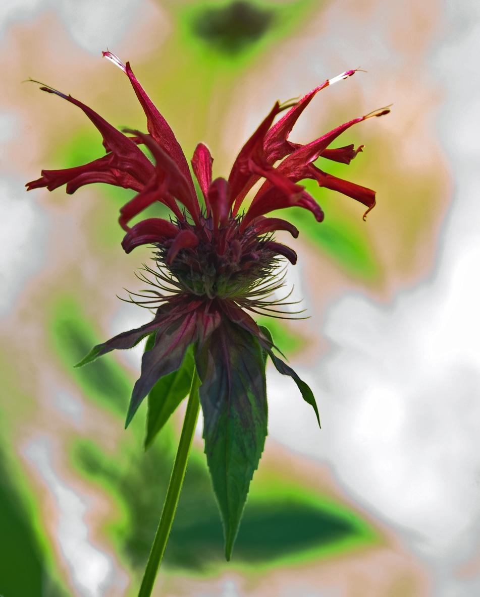 Wild Bee Balm