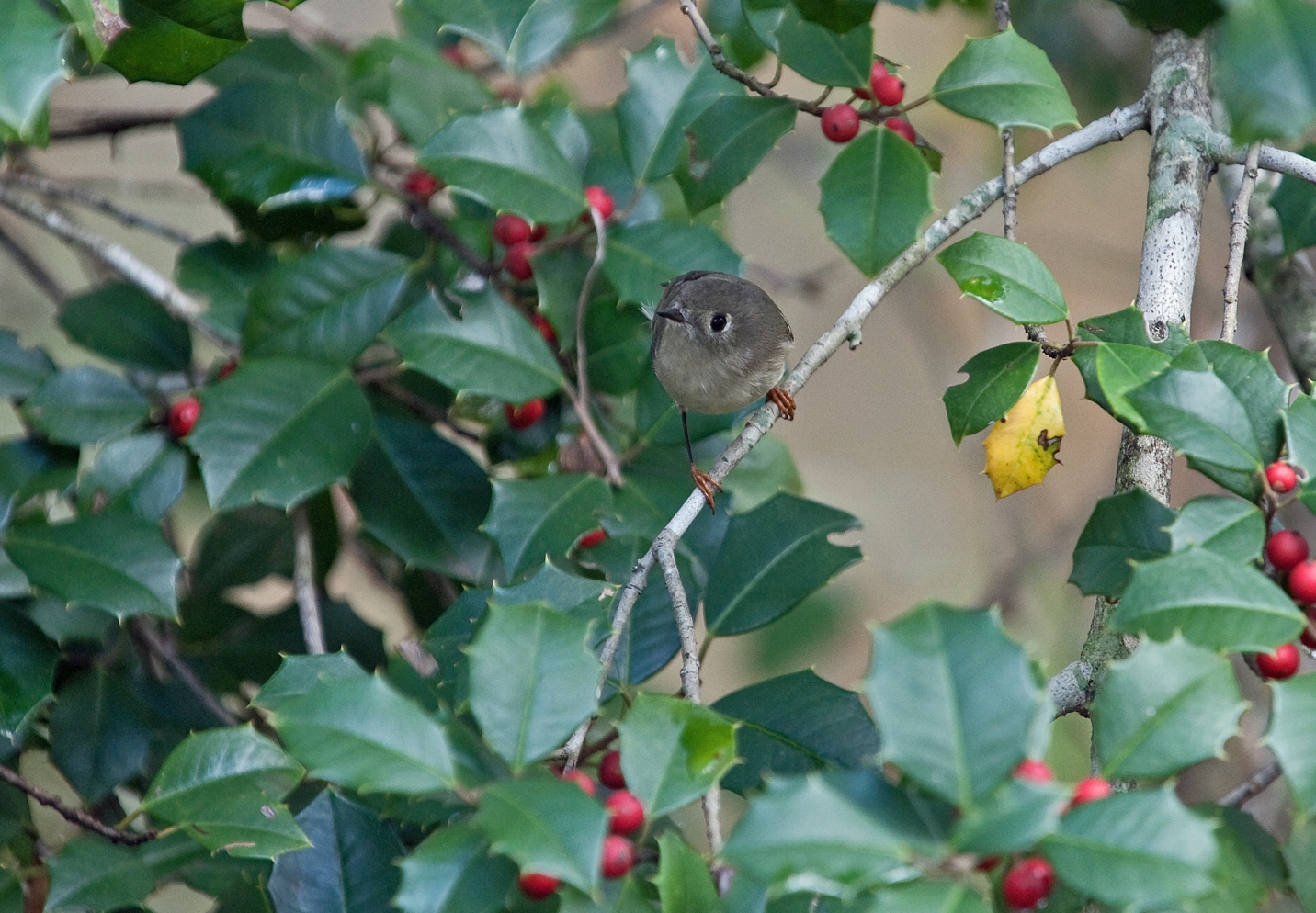 Ruby-crowned Kinglet (Male)