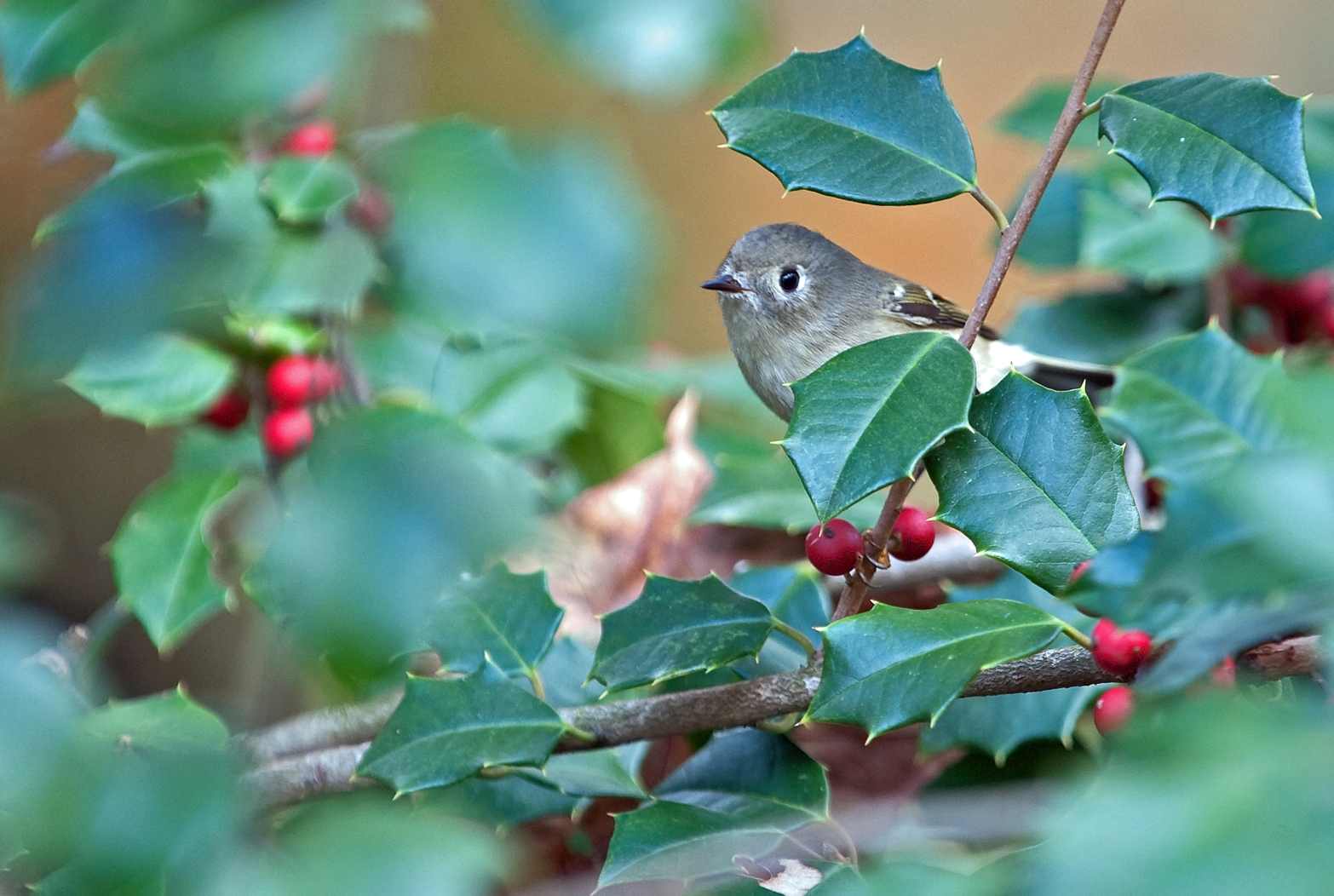 Ruby-crowned Kinglet (Male)