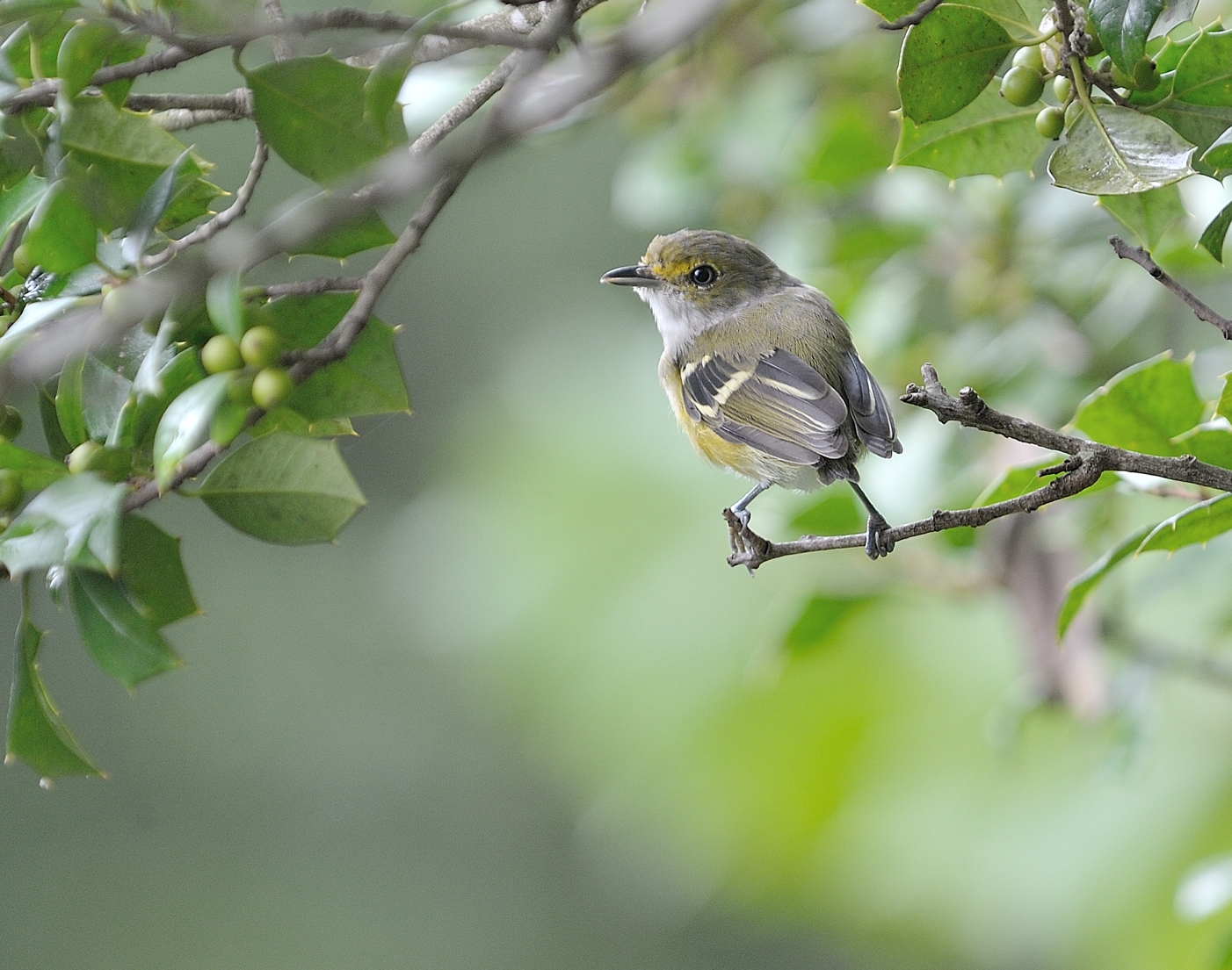 White-eyed Vireo (Juvenile)