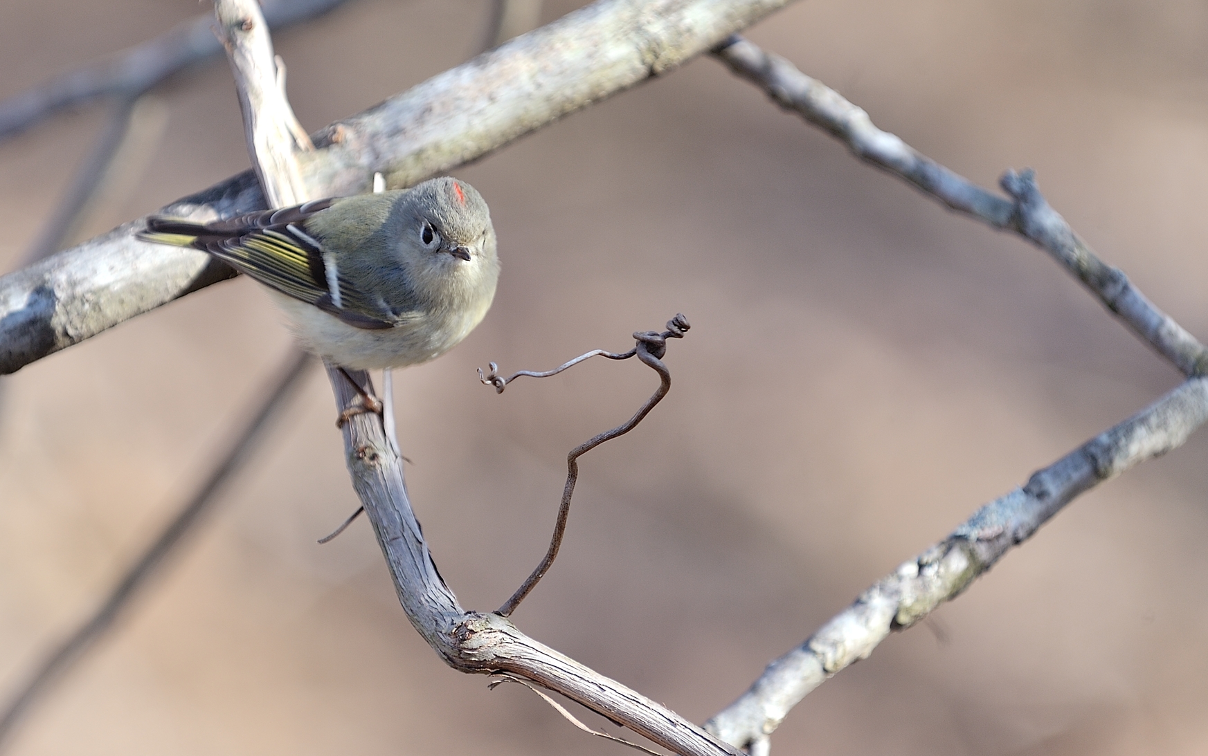 Ruby-crowned Kinglet (Male)