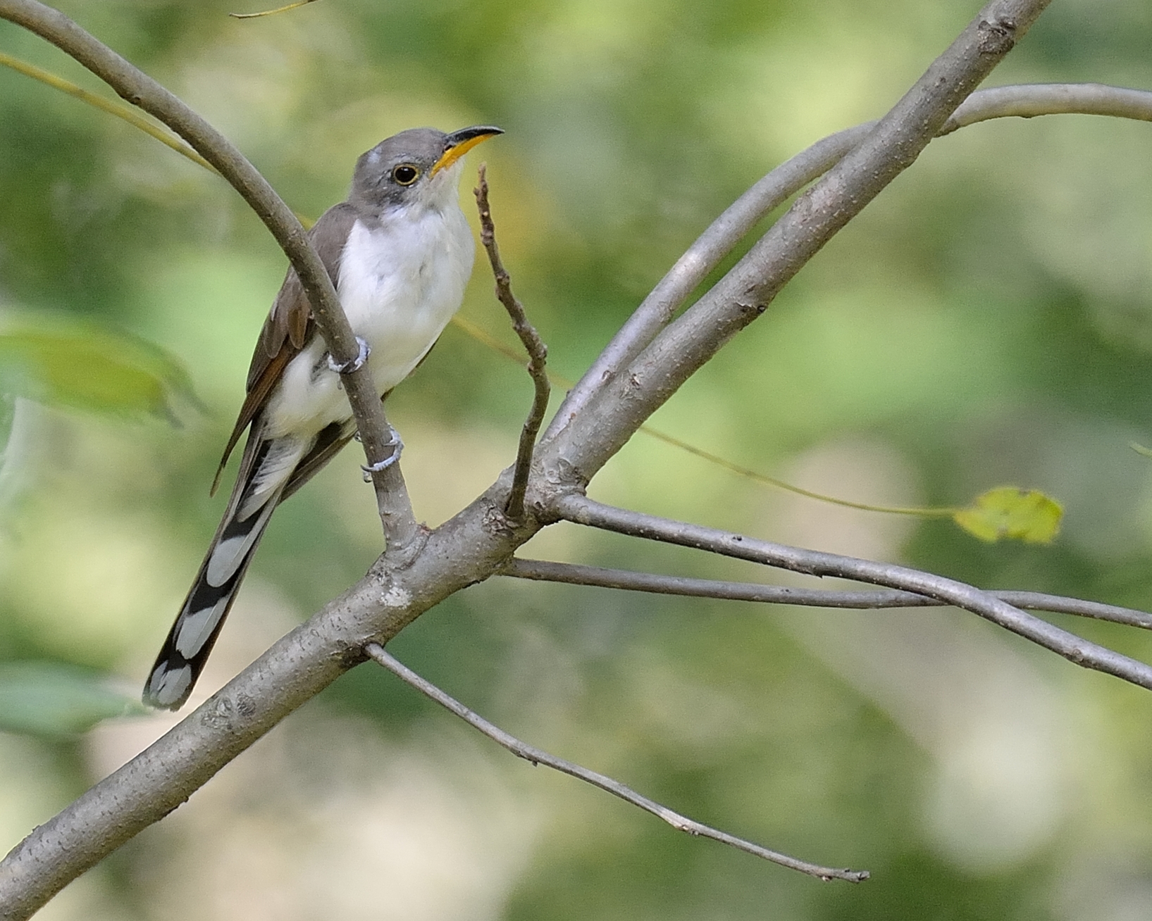 Yellow-billed Cuckoo