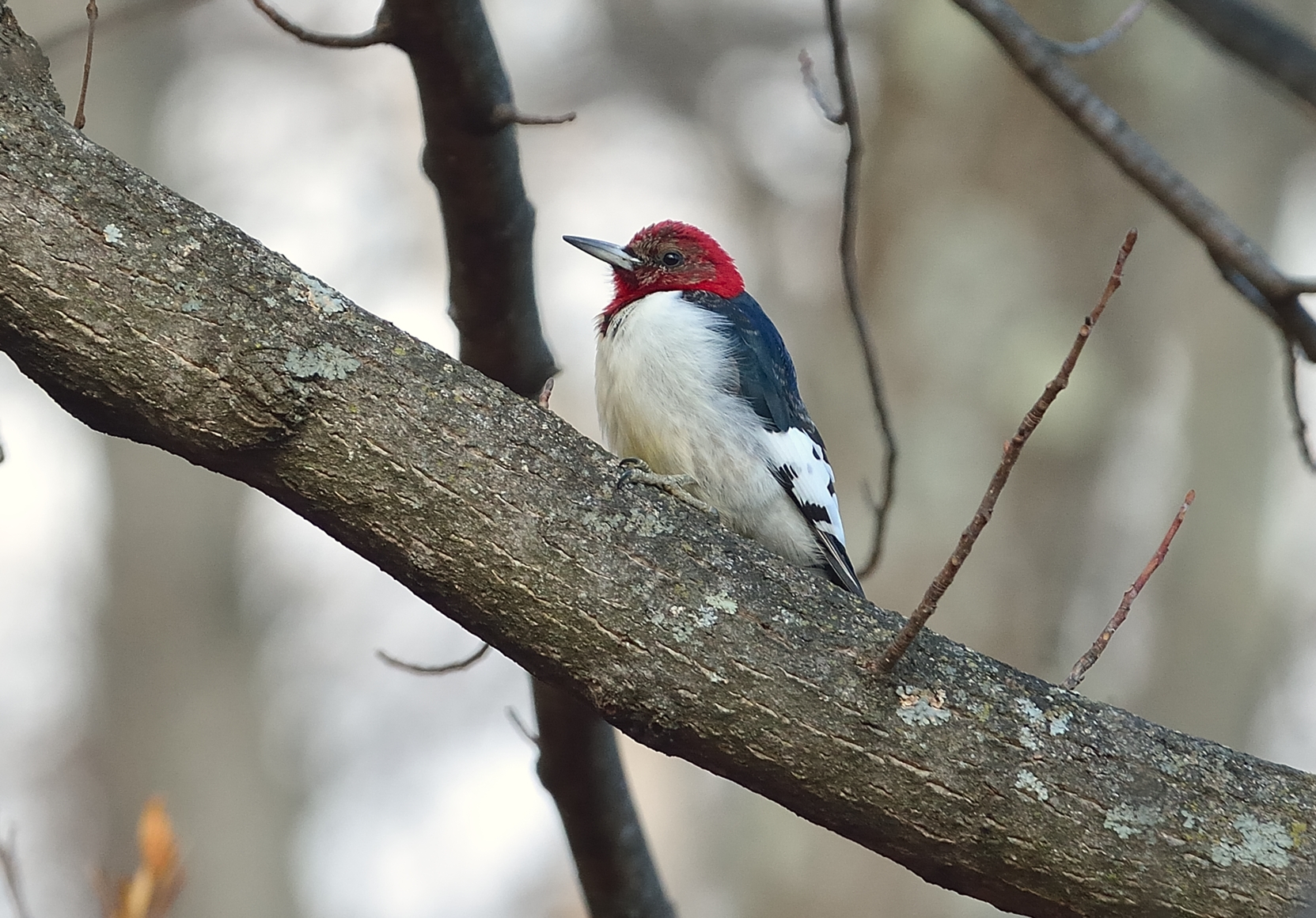 Red-headed Woodpecker