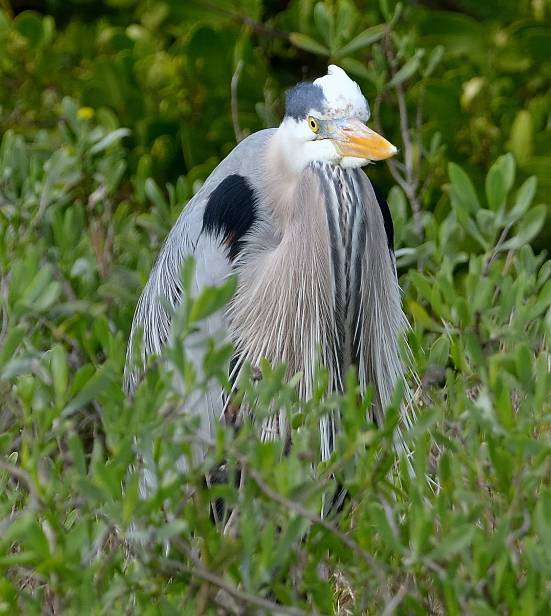 Great Blue Heron