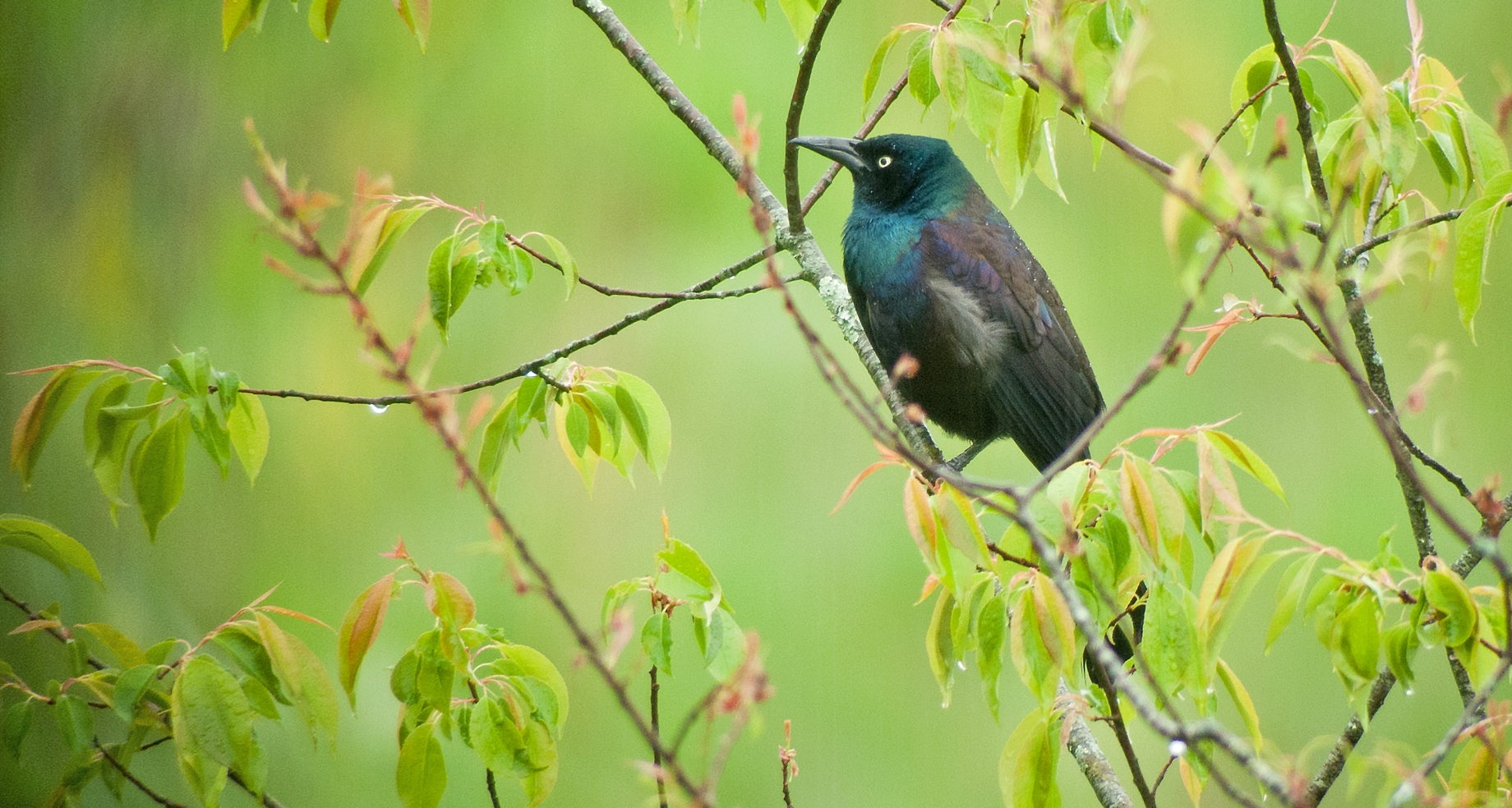 Common Grackle