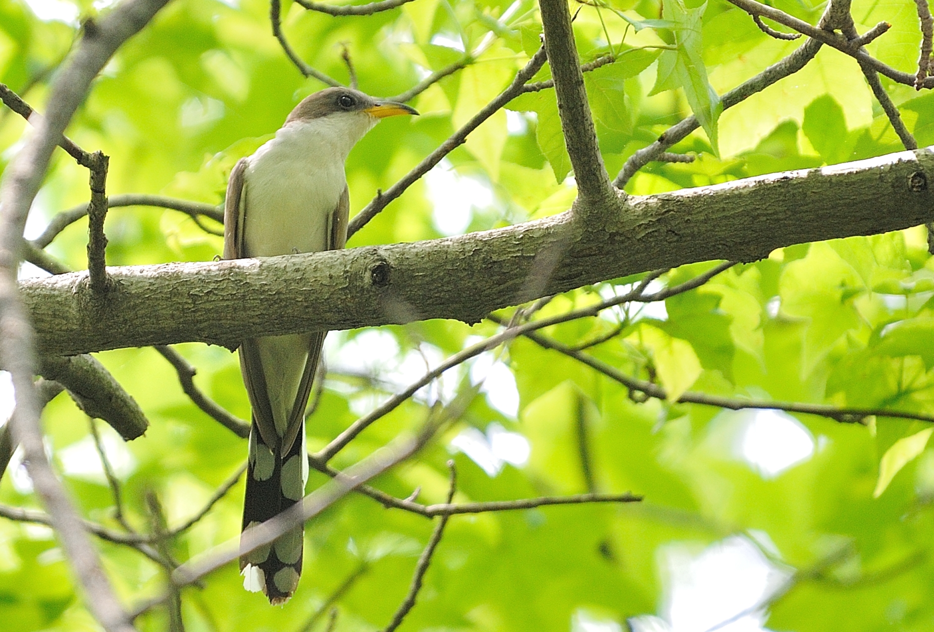 Yellow-billed Cuckoo