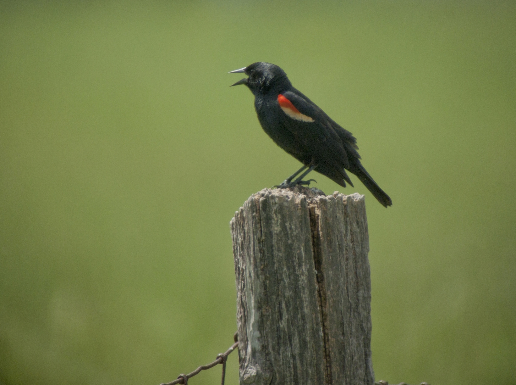 Male Red-winged Blackbird