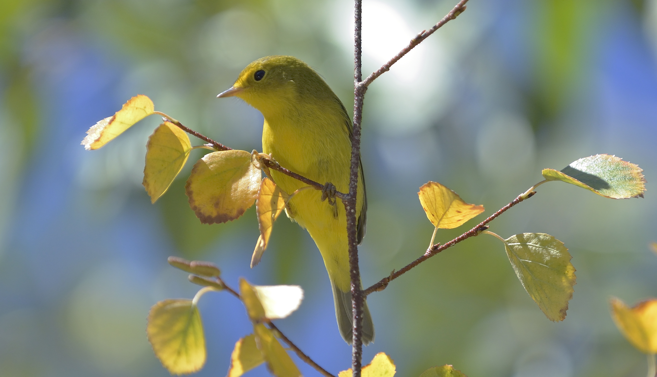 Wilsons Warbler