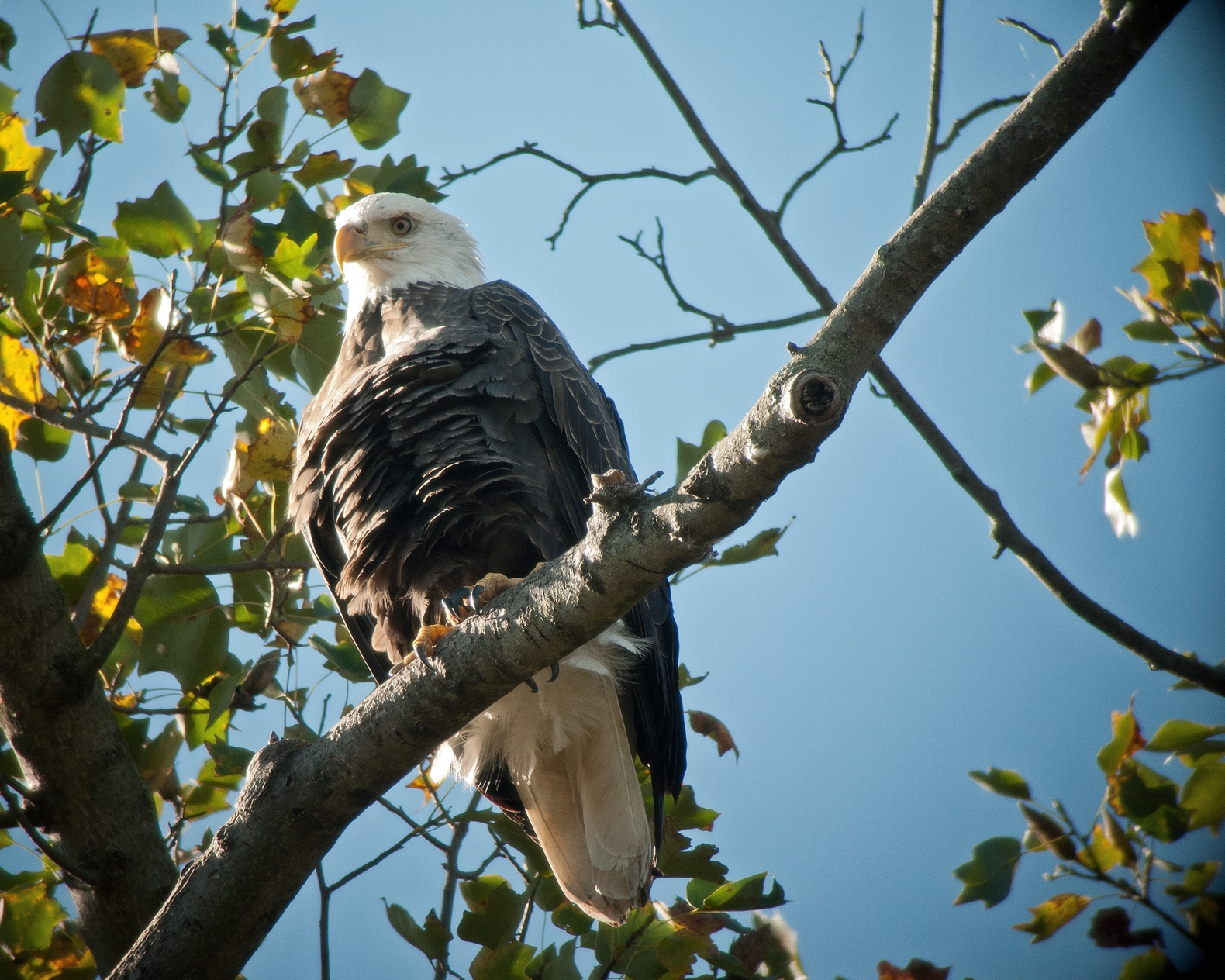 Bald Eagle