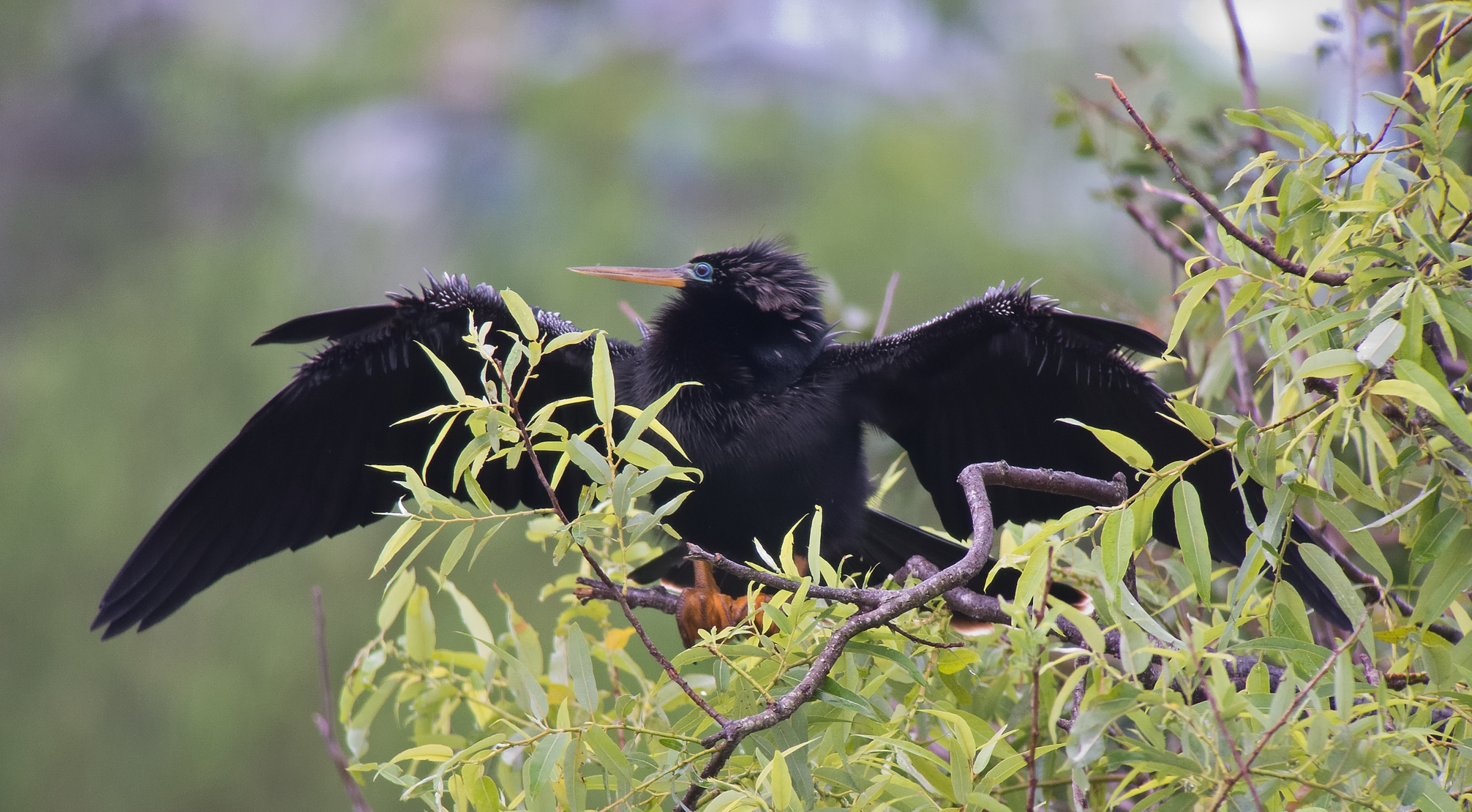 Anhinga