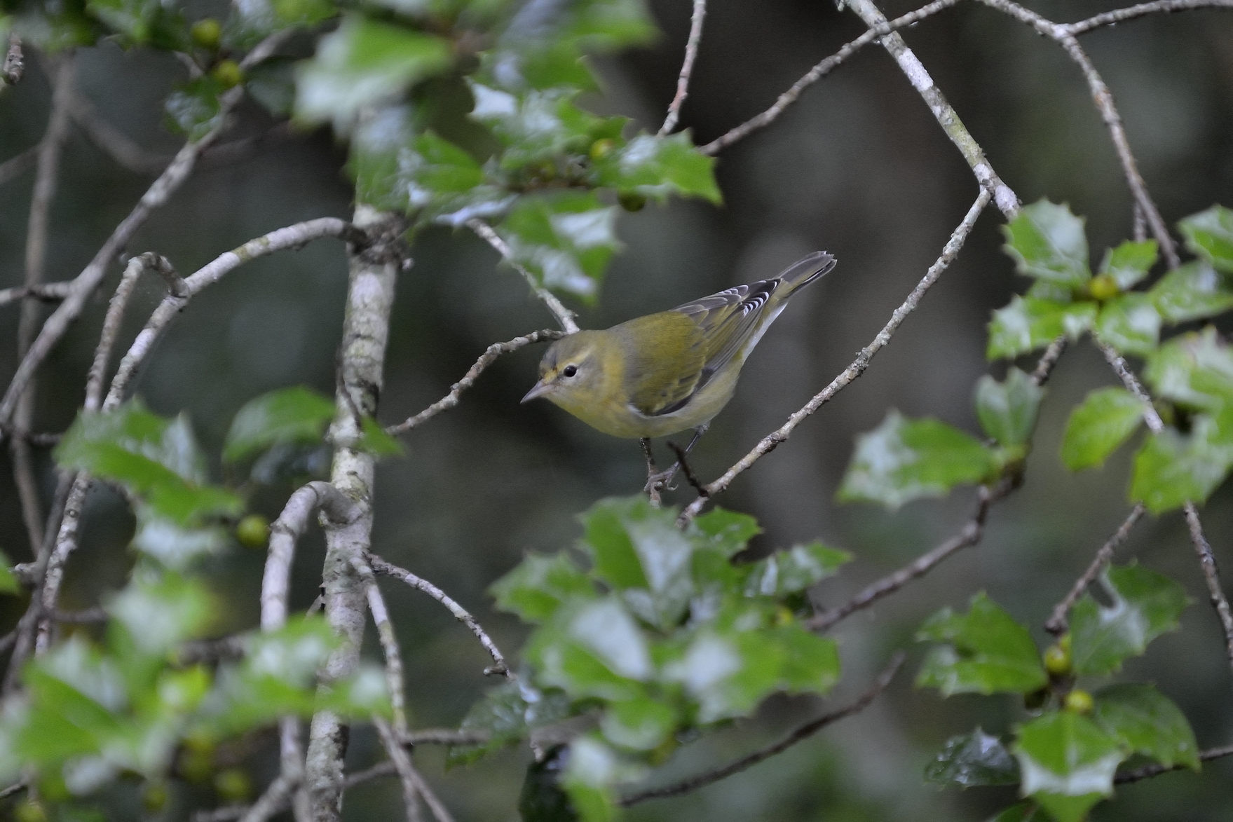 Tennessee Warbler