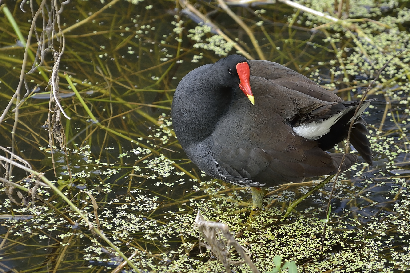 Common Gallinule