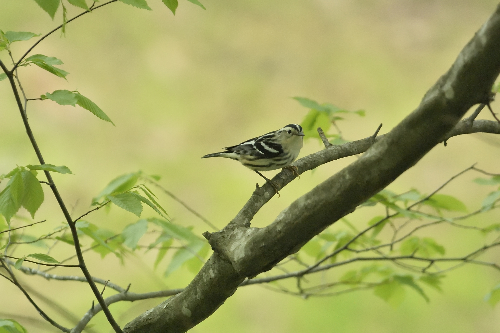 Black & White Warbler