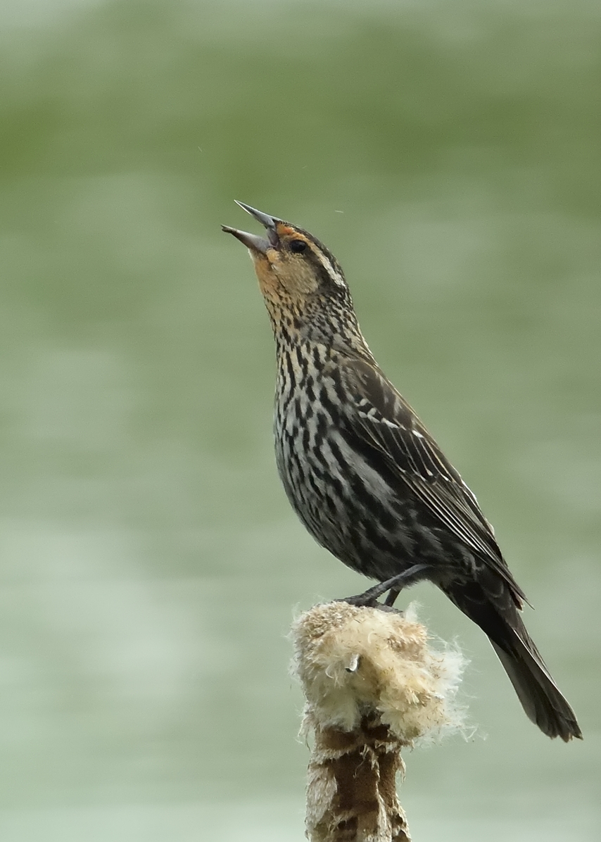 Red-winged Blackbird (Female)