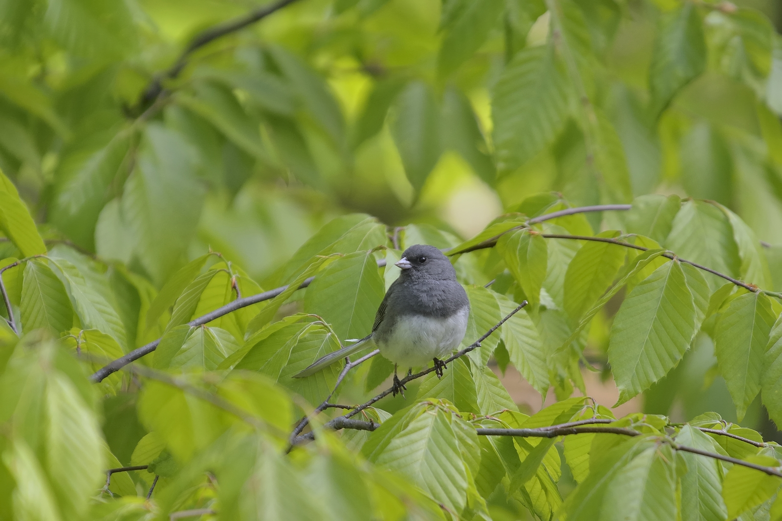 Dark-eyed Junco (Male)