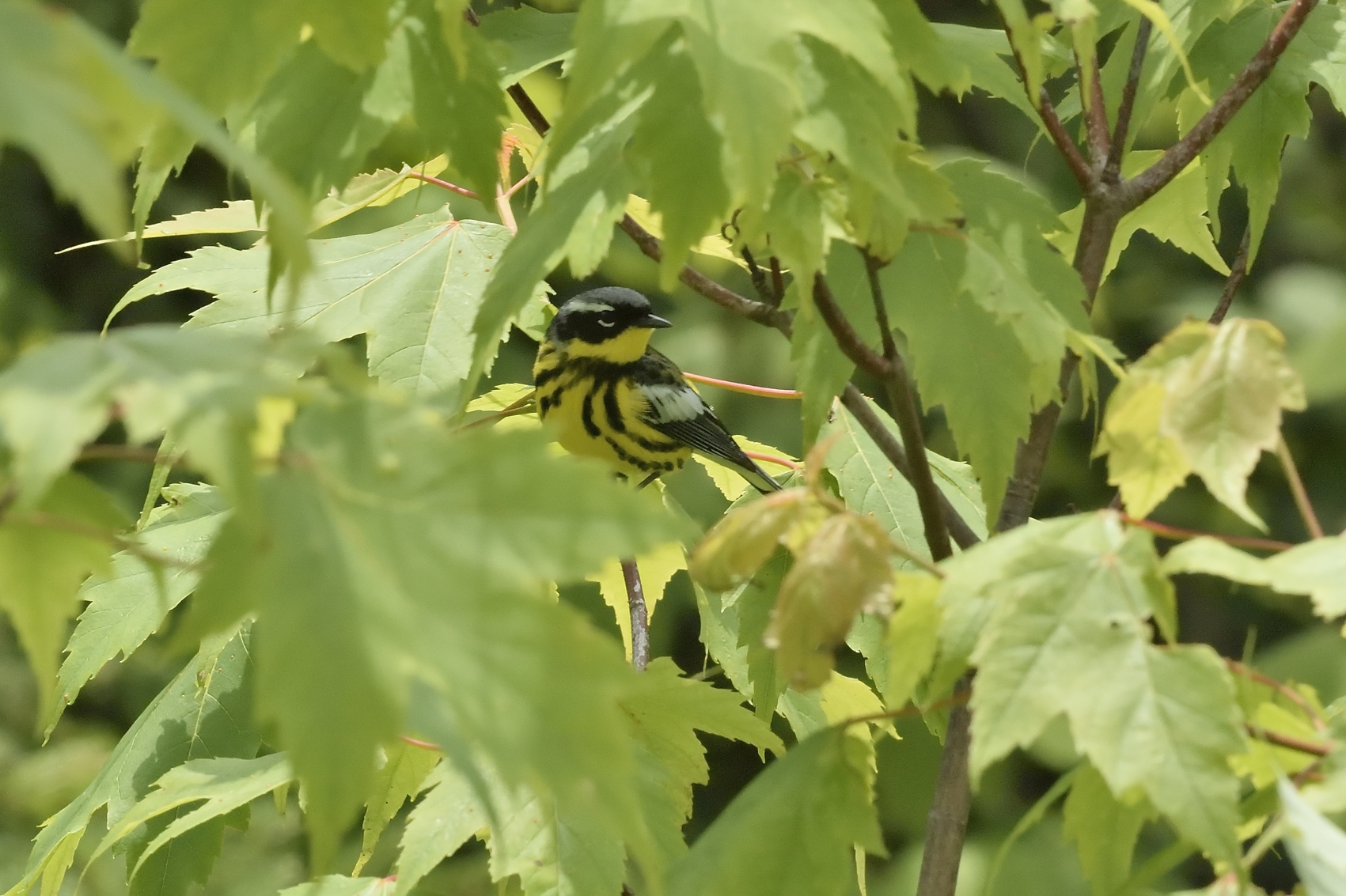 Magnolia Warbler (Full Breeding Colors)