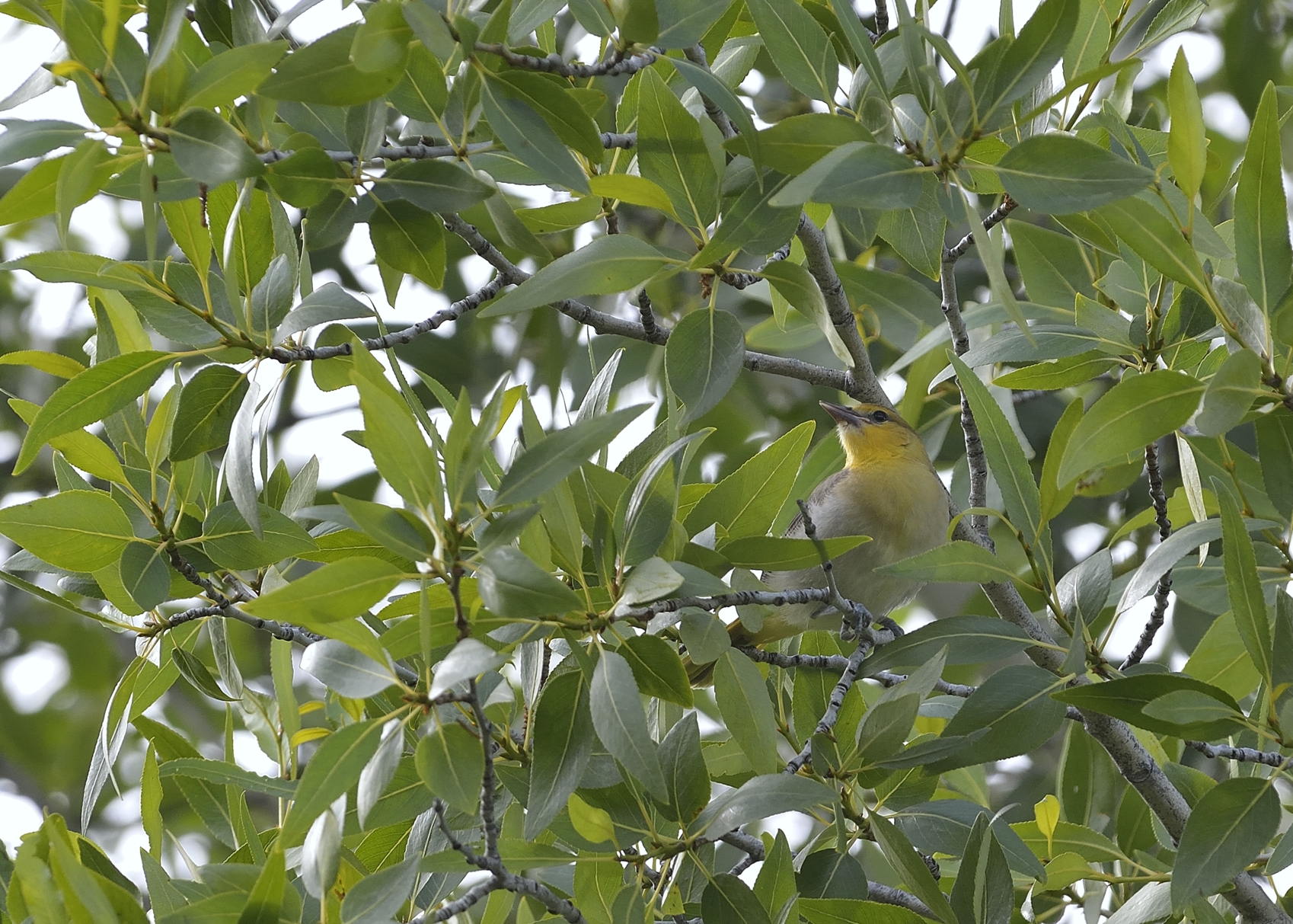 Bullocks Oriole (Juvenile)