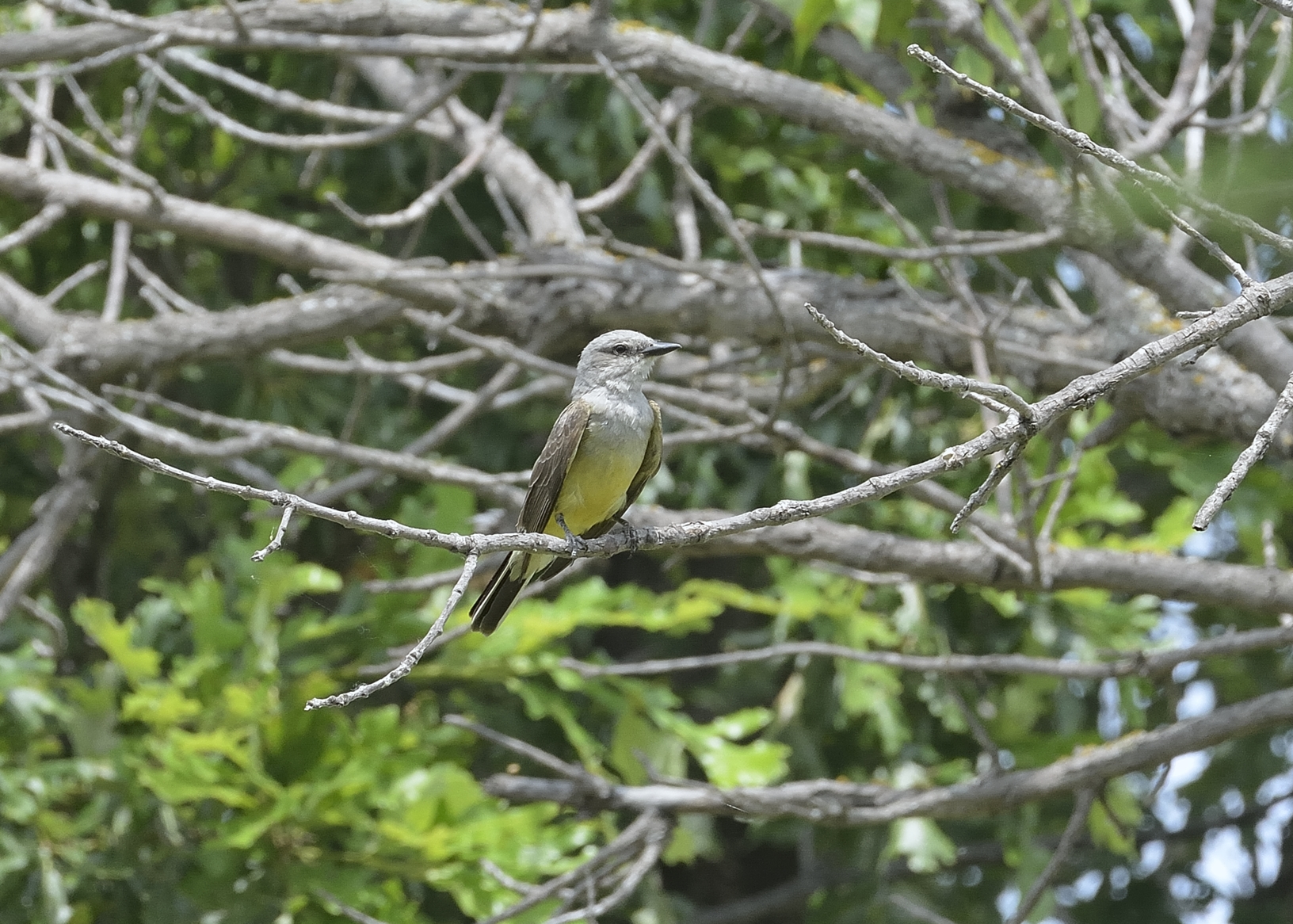 Western Kingbird