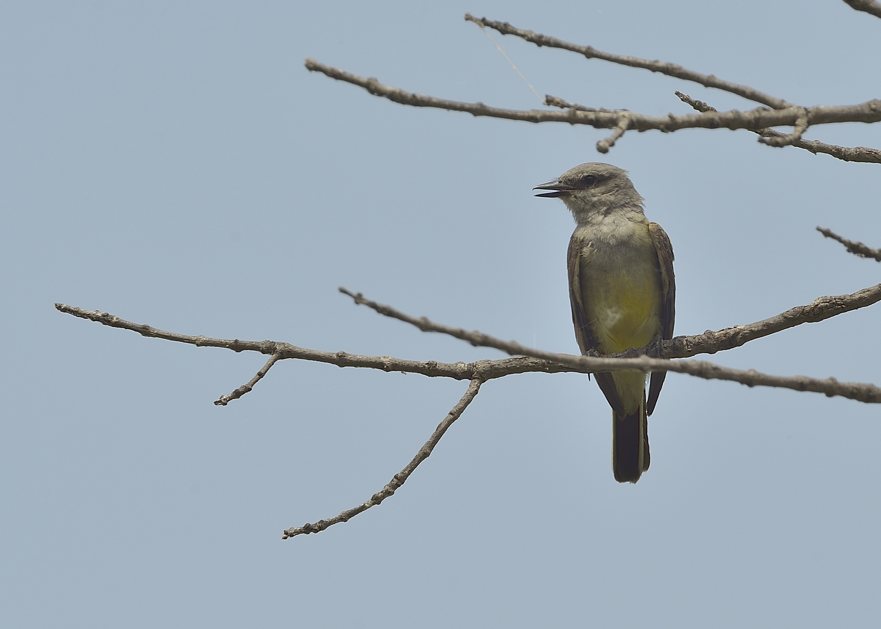 Western Kingbird