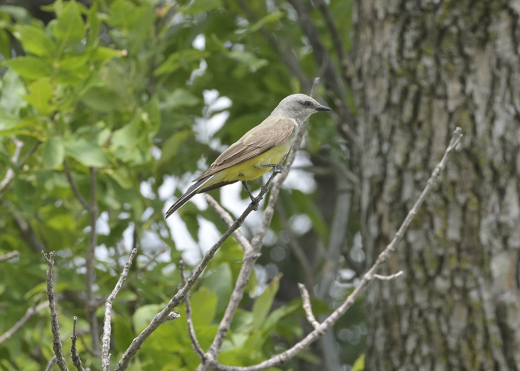 Western Kingbird