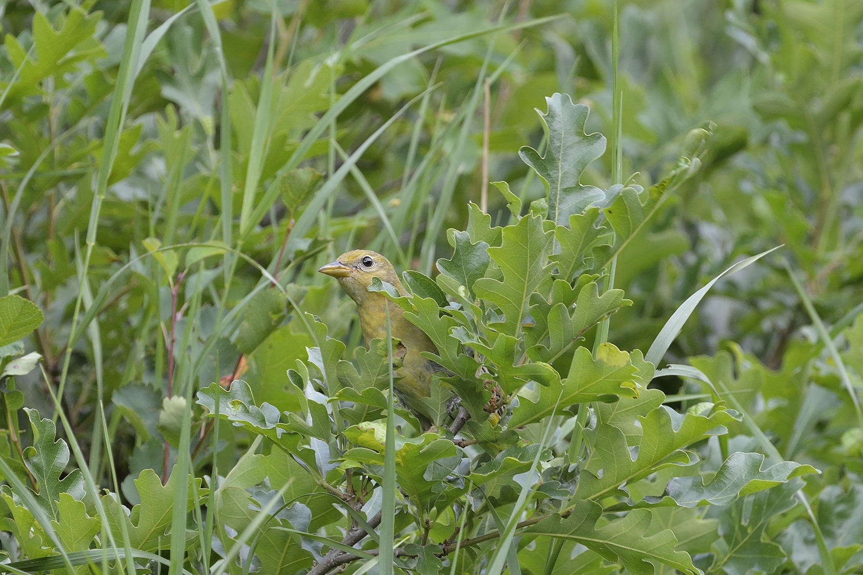 Western Tanager (Female)