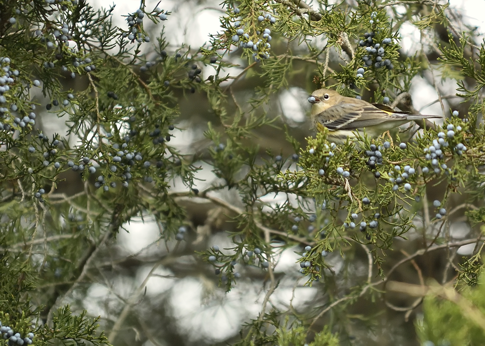 Yellow-rumped Warbler