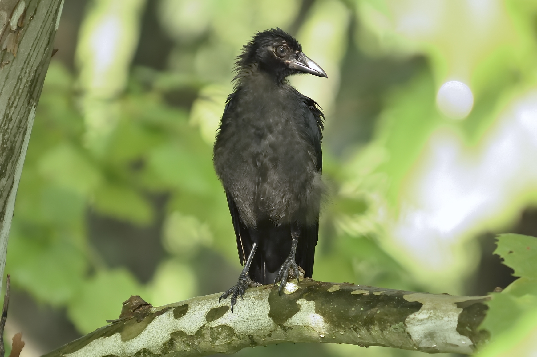 Immature Crow