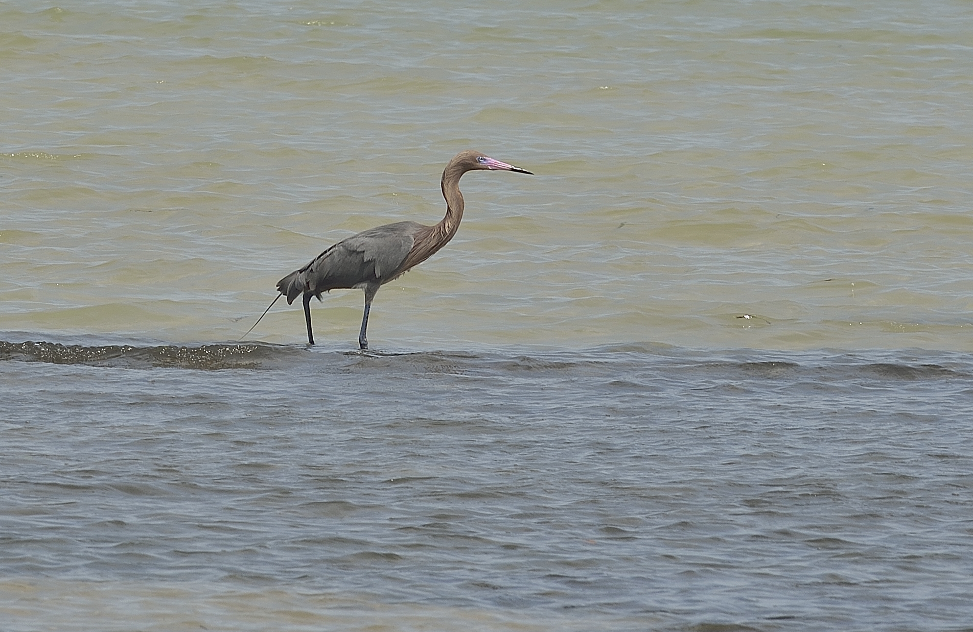 Reddish Egret