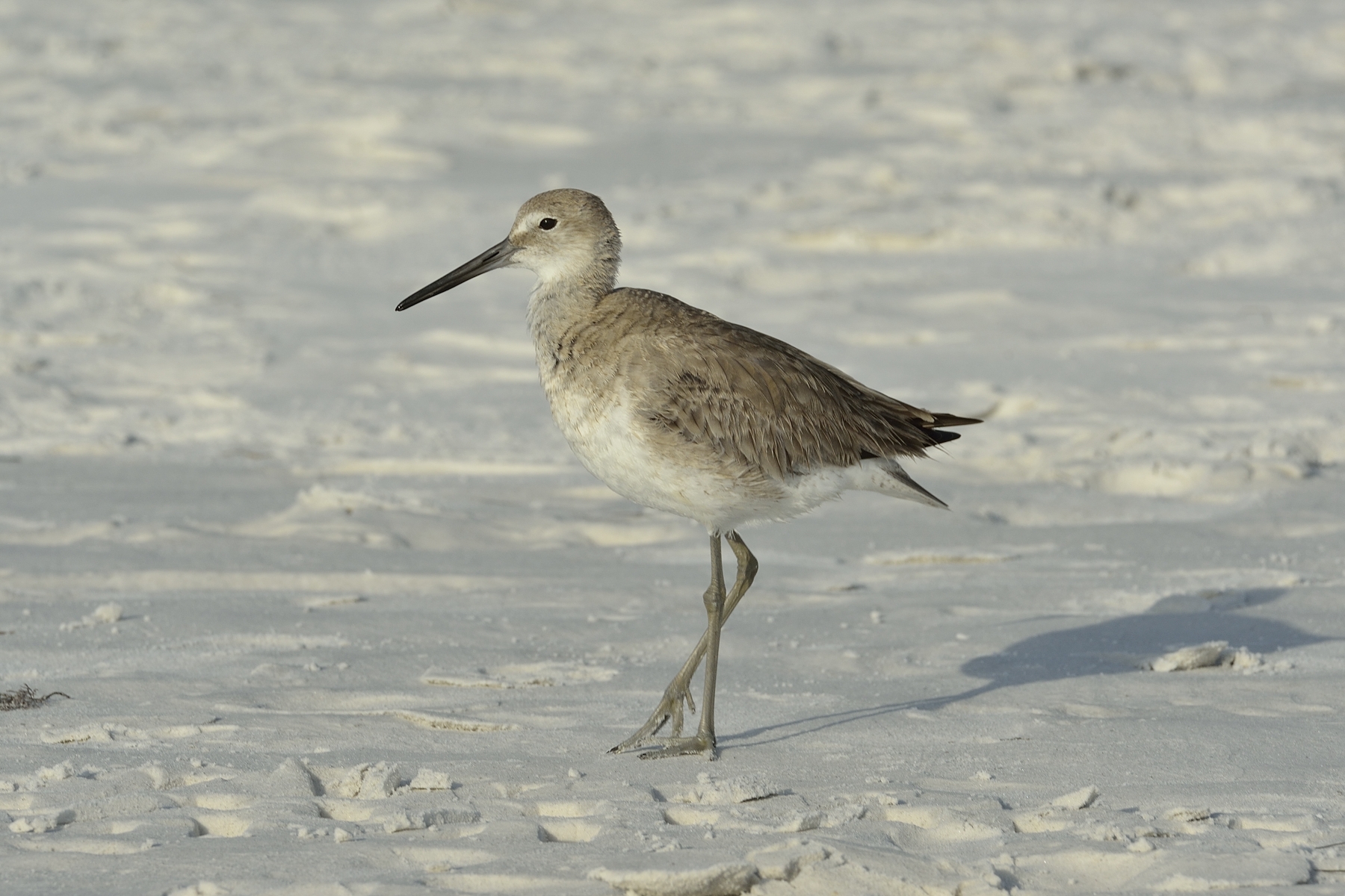 Willet