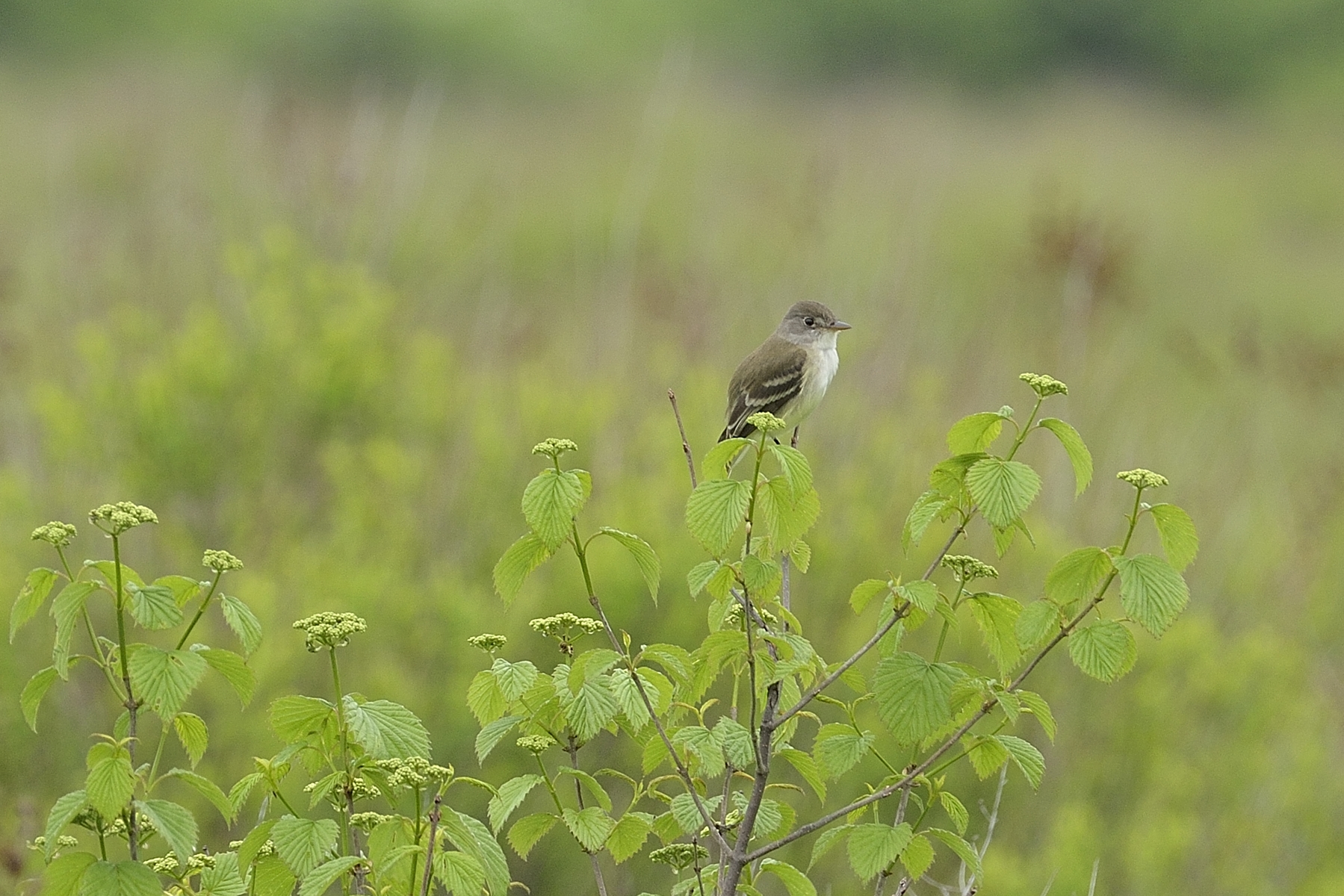 Alder or Willow Flycatcher