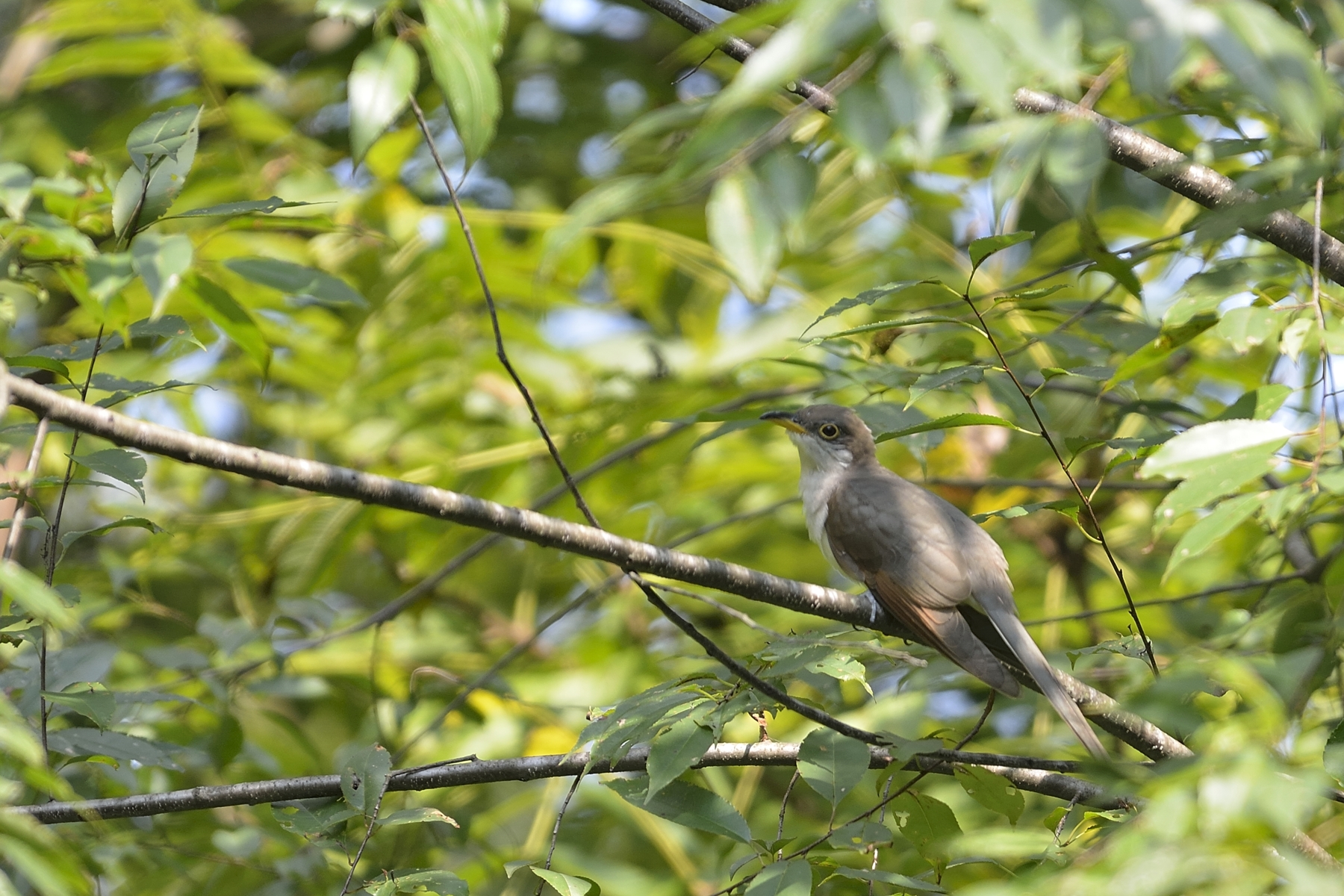 Yellow-billed Cuckoo