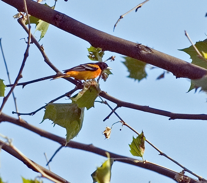 Baltimore Oriole (Male)