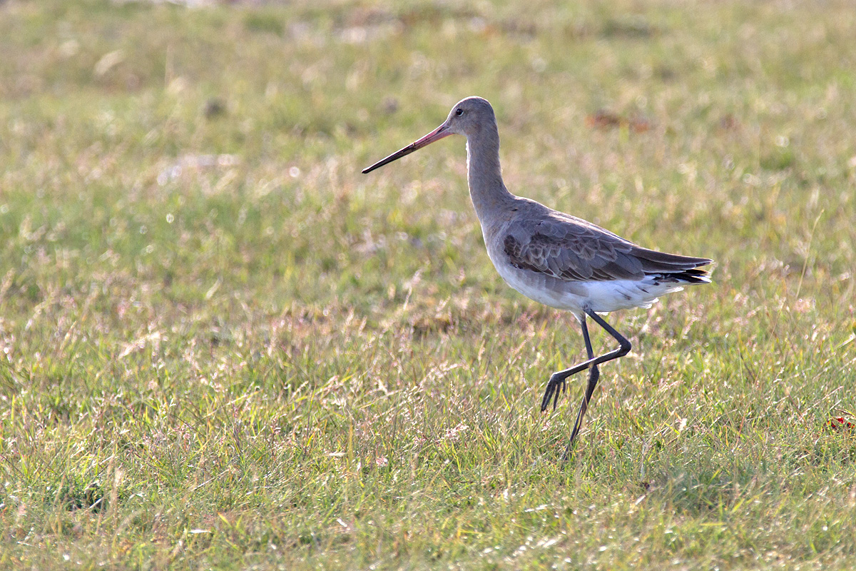 Rödspov - Black-tailed Godwit (Limosa Limosa)