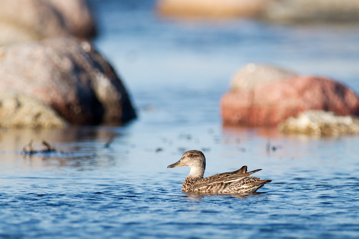 Kricka - Common Teal (Anas Crecca)
