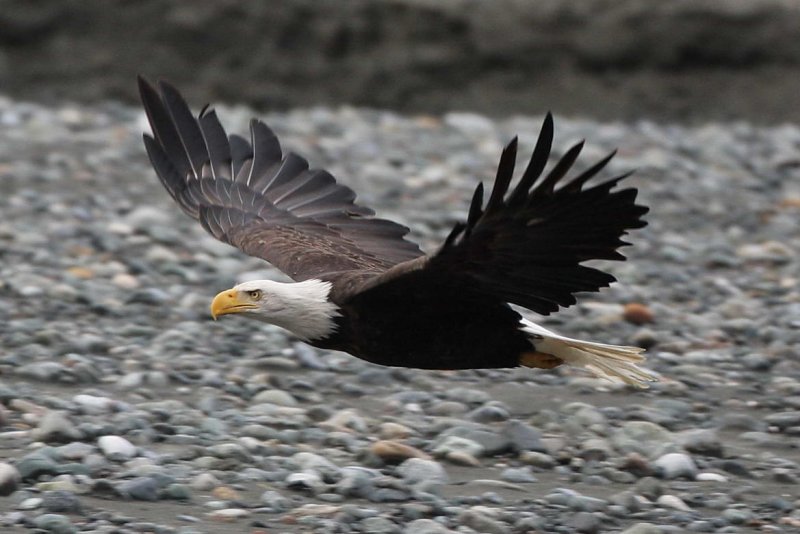 CRITTER 0084.jpg