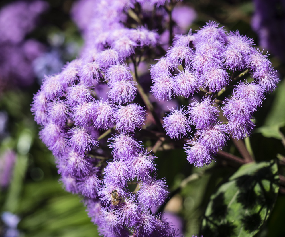 Botanic Gardens