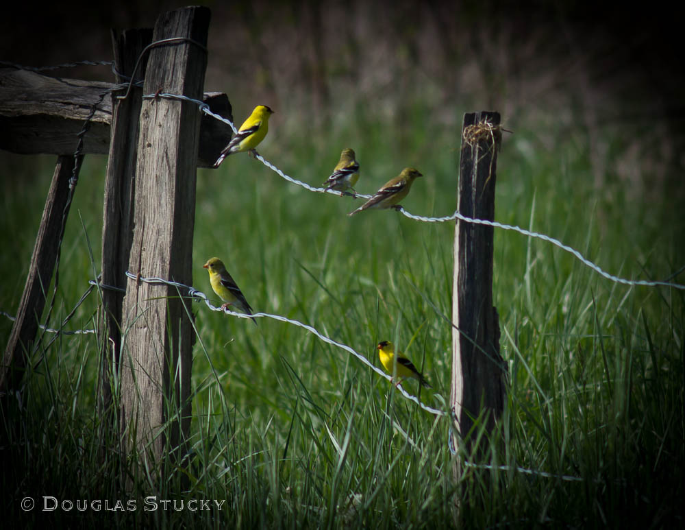 Goldfinch Gathering