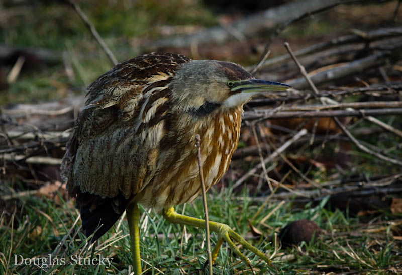 American Bittern