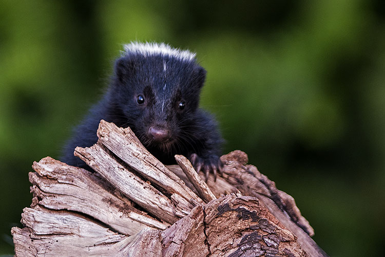 Mothers Day baby skunk