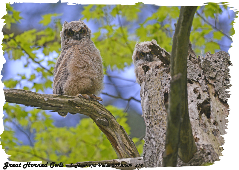 20130509 214 SERIES - Great Horned Owl.jpg