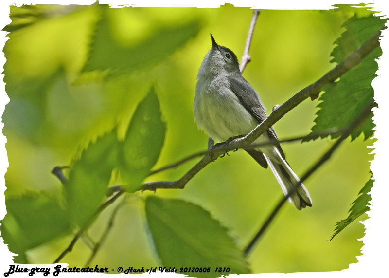 20130605 1310 SERIES - Blue-gray Gnatcatcher.jpg