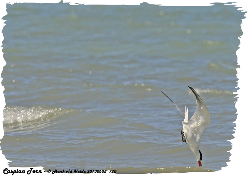 20130605 770 Caspian Tern.jpg