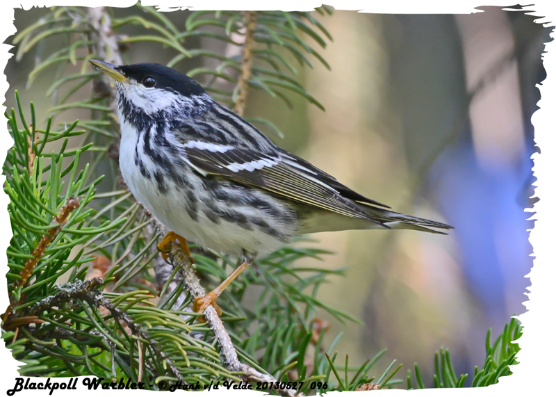 20130527 096 Blackpoll Warbler.jpg