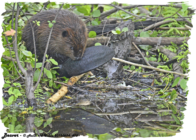 20130624 458 Beaver.jpg