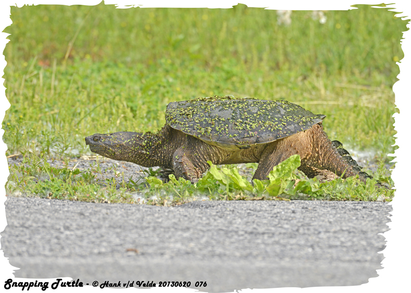 20130620 076 series - Snapping Turtle.jpg