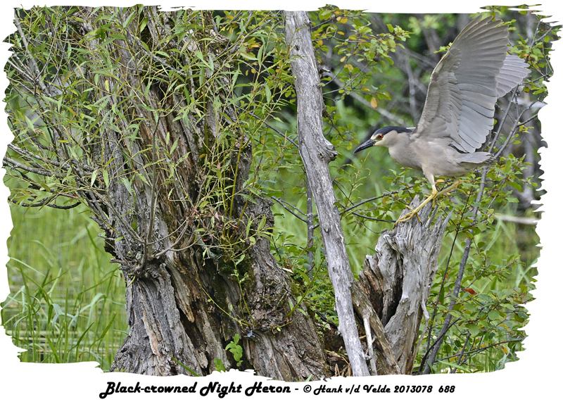 20130708 688 SERIES - Black-crowned Night Heron.jpg