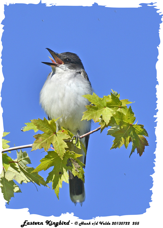 20130722 255 Eastern Kingbird 1r1.jpg